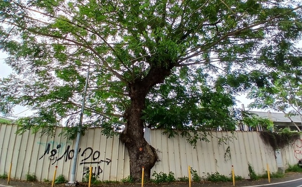 Papeete va sacrifier six marumaru centenaires