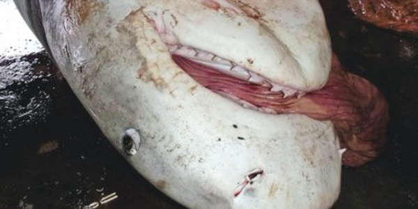 Inquiétude en Nouvelle-Calédonie après l' attaque mortelle de requin à Poe