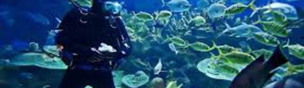 Accident de plongée à Bora Bora: décès d'une touriste américaine