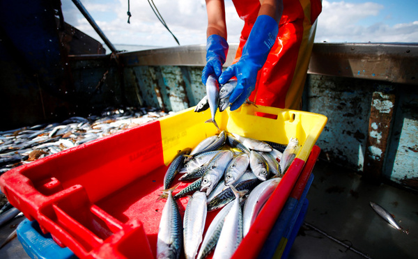 Surpêche de maquereaux: l'UE dénonce un accord entre Royaume-Uni et Norvège