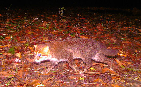 Thaïlande: une espèce de chat sauvage considérée comme éteinte repérée par des caméras