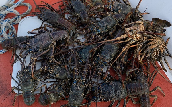 ​Saisie de langoustes dans la zone protégée de Mataiea