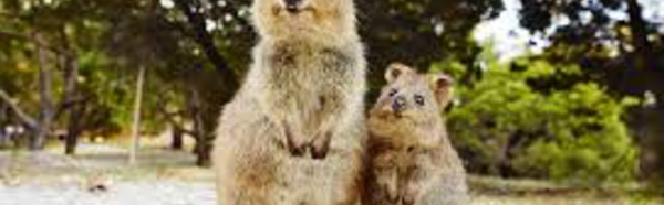 L'Australie forme des marsupiaux à éviter les crapauds toxiques