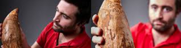 Une dent géante de cachalot de cinq millions d'années retrouvée en Australie