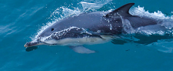 Dauphins: un rapport scientifique explore des alternatives à la fermeture de la pêche