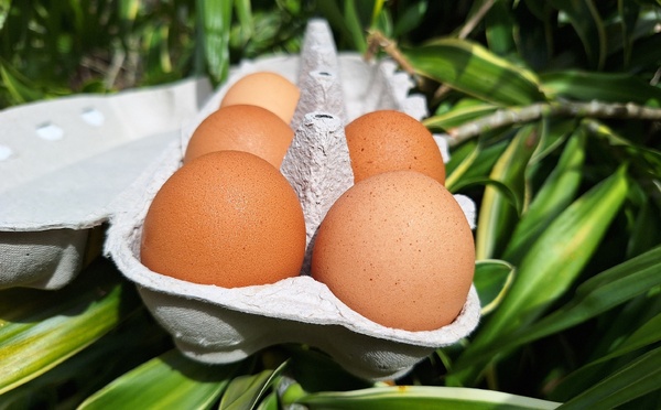 Les œufs face au fléau des salmonelles