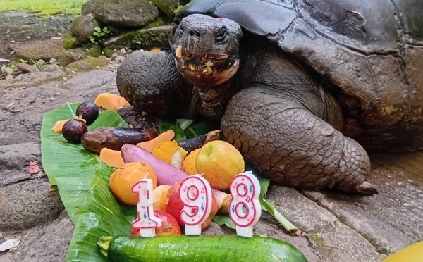 ​La tortue de Papeari bientôt bicentenaire