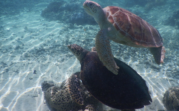 La Polynésie au cœur de la protection des océans