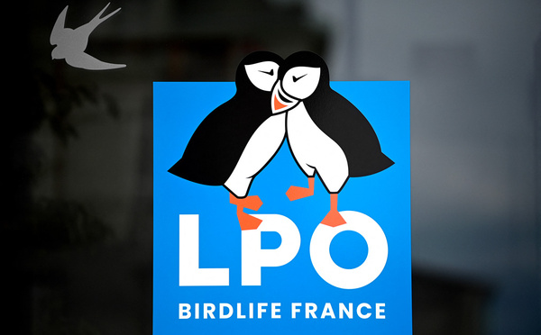 Compter les oiseaux pour mieux les protéger