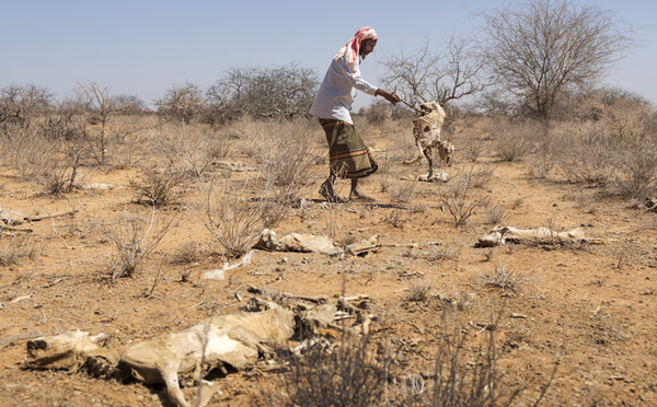 "Nos enfants seront les prochains à mourir": dans le nord-est du Kenya, la sécheresse fait des ravages
