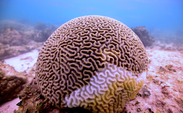 La moitié des coraux blanchis lors du dernier épisode de 2014-17, selon une étude