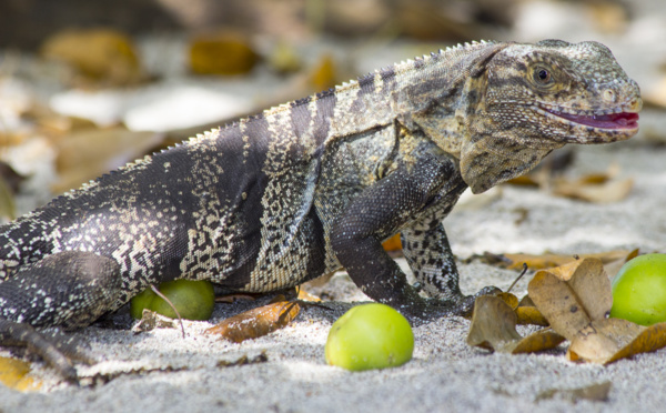 Un iguane retrouvé à Tipaerui