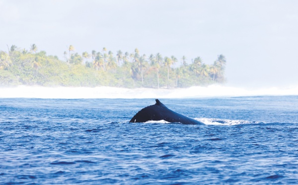 Oceania veut pacifier la mer entre navires et cétacés
