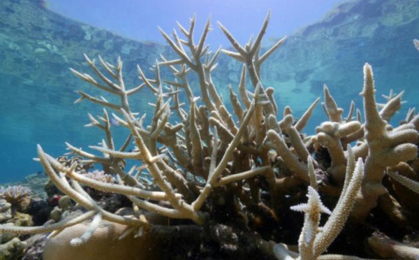 Australie: 6,5 milliards d'euros nécessaires pour sauver la Grande barrière