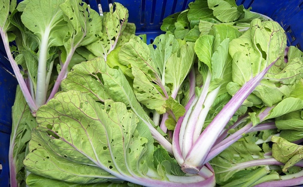 Pesticides, “la charrue avant les bœufs” pour le SAP