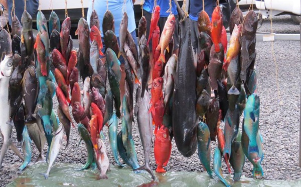 Pêche sous marine : 5ième et 6ième manche du championnat individuel 2016 sélectives pour le mondial