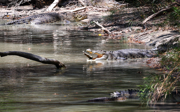 Inondations en Australie: la police met en garde contre la présence de "crocodiles partout"