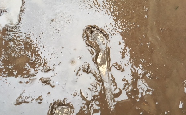 Six nouveaux cas de leptospirose