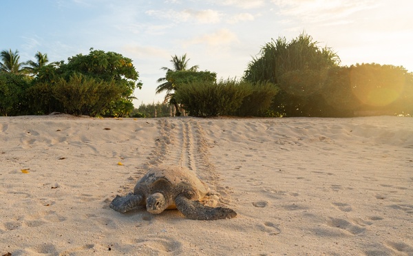 Mission : restauration des écosystèmes  