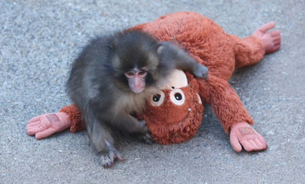 Le bébé macaque Punch s'adapte avec courage et attire les foules dans son zoo au Japon