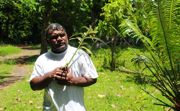 Au Vanuatu, une feuille sacrée pour protéger les forêts des pillages