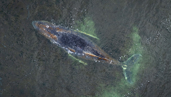 Allemagne : la baleine de nouveau coincée sur la côte baltique