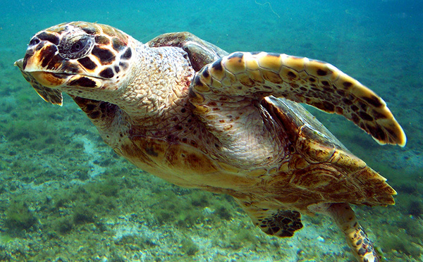 Trois mineurs interpellés après le vol de la tortue à l'InterContinental