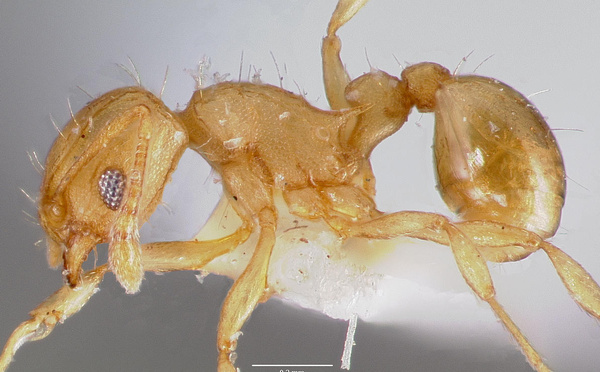 Un troisième foyer de fourmis électriques détecté dans le Var