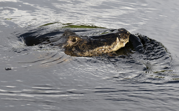 Un crocodile mort retrouvé dans un canal à Roubaix