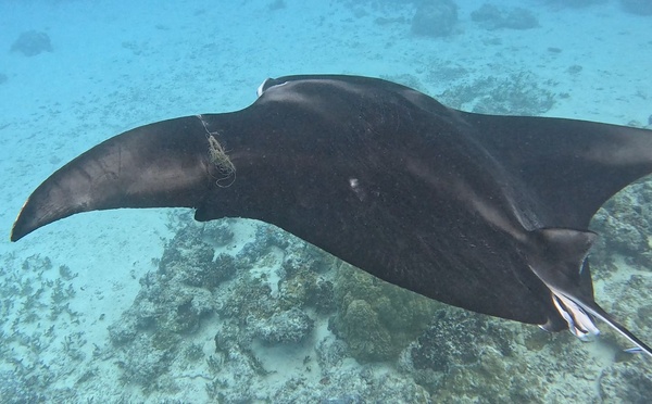 Quatre raies mantas blessées en deux semaines : l’activité humaine une nouvelle fois pointée du doigt