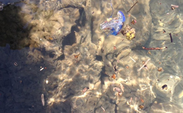 Des galères portugaises trouvées à Avera et à Uturoa