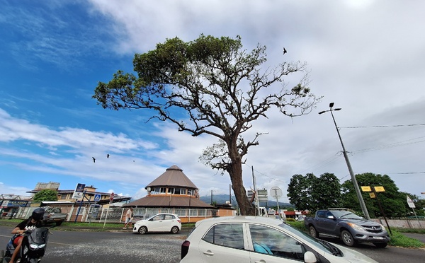 “L’arbre aux oiseaux” bientôt élagué à Taravao