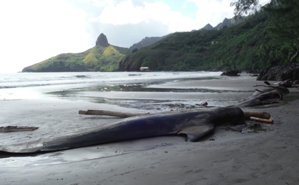 Hiva Oa : huit cétacés périssent échoués sur la plage de Puamau