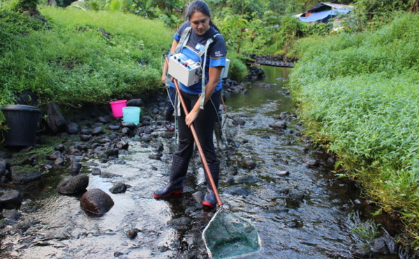 Des anguilles de Vaihiria déménagent