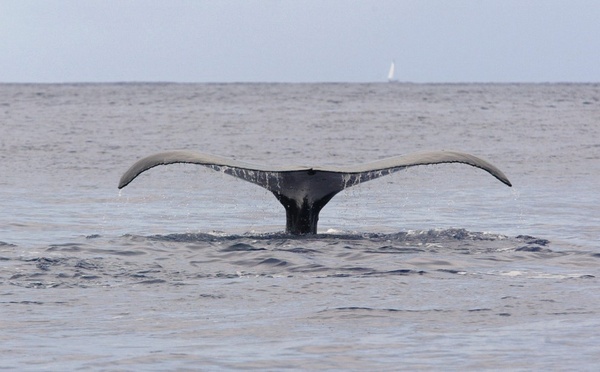 Au fond de l'océan Indien, un stupéfiant cimetière de baleines