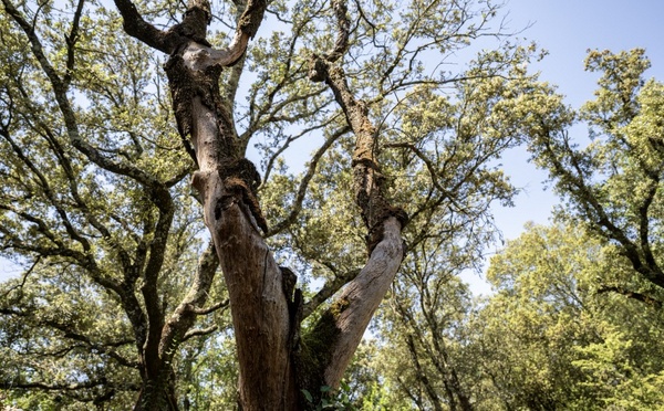 Le célèbre chêne de Robin des Bois serait mort, selon des experts