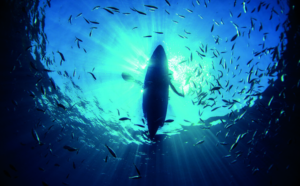 ​Les océans mondiaux ont atteint un pic de chaleur en juin