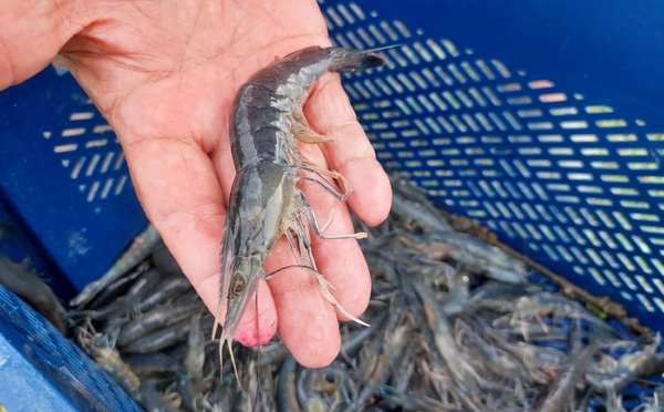 ​Quelles mesures pour sauver la crevette bleue ?