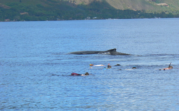 ​Whale watching : rejet de la requête en référé de la SARL Full Full