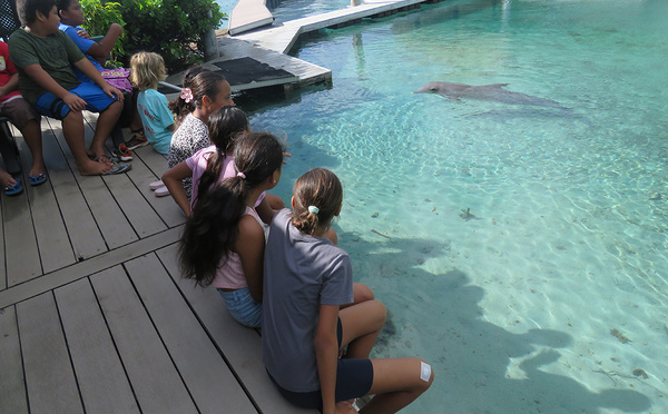 La doyenne des dauphins de Moorea est morte