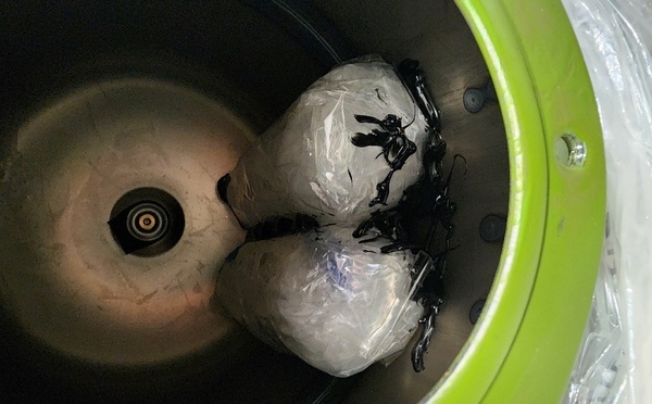 Saisie record de près de 3 kg de drogues
