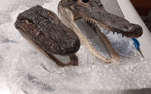 Deux têtes d’alligators protégées découvertes dans les bagages d’une voyageuse