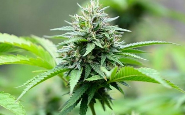 CBD : cinq variétés testées pour lancer une filière