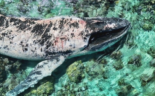 ​Le baleineau quitte la zone, la carcasse de la mère toujours dans le lagon