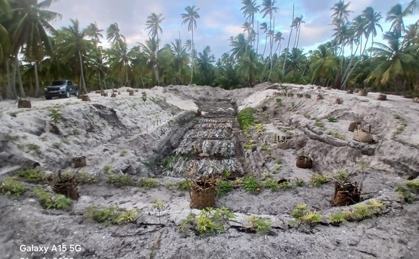 Aux Tuamotu, les maite reprennent racine