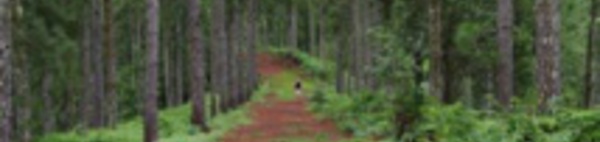 Mataiea : les randonneurs ont été retrouvés