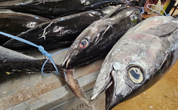 ​Les produits de la mer exportés reculent en 2025