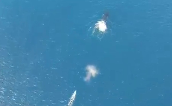 ​Taiarapu-Est : une baleine emmêlée à une bouée
