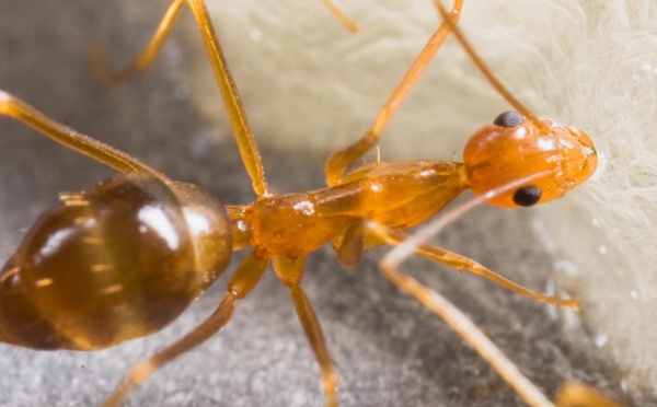 Fourmis introduites : il est trop tard pour l’éradication