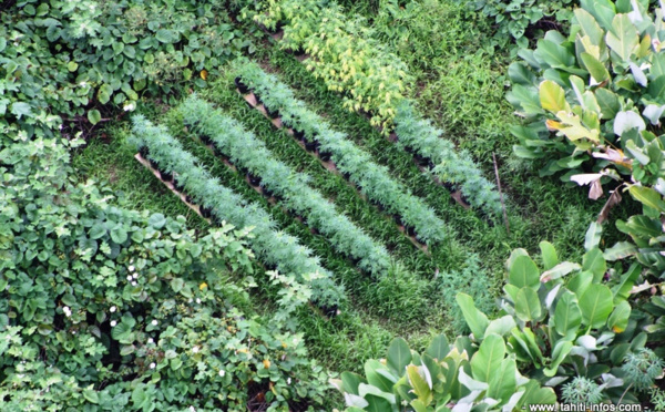 A Nuutania, un trafic de drogue mené en famille :  "on se croirait en Sicile !"
